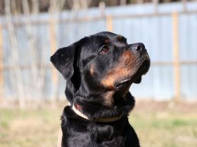 Rico, Rottweiler, geb. 2019, su. Menschen mit Sachverstand u. Grundstück, gerne als Zweithund