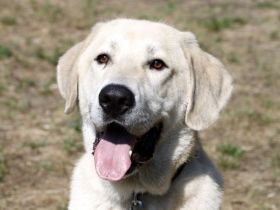 Basti, Riesenbaby sucht Lebensplatz mit Aufgabe