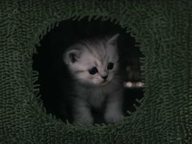 Britisch kurzhaar kitten