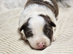 Border Collie Welpen :  Rüden und Hündinnen