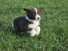 Border Collie Welpen :  Rüde