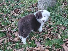 Border Collie Welpen :  Rüden - Abgabe SOFORT