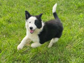 Border Collie Welpen :  Rüden