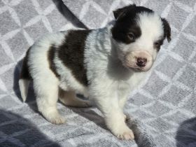 Border Collie Welpen :  Rüden und Hündinnen