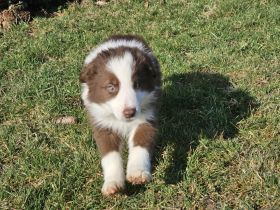 Border Collie Welpen :  Rüden