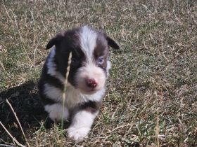 Border Collie Welpen :  Rüde