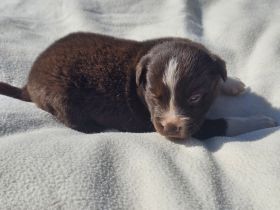 Border Collie Welpen :  Rüden und Hündinnen