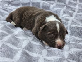 Border Collie Welpen :  Rüden und Hündinnen