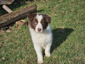 Border Collie Welpen :  Rüden