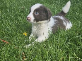 Border Collie Welpen :  Rüden und Hündinnen