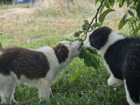 Border Collie Welpen :  Rüden