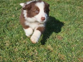 Border Collie Welpen :  Rüden
