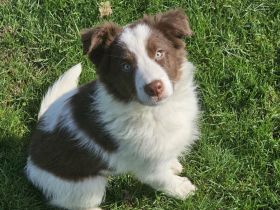 Border Collie Welpen :  Rüden und Hündinnen