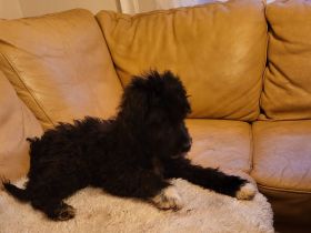 Pudelmischlings Welpen