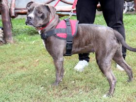 liebe,kastrierte Blue lebt in Rumänien im Außenzwinger ohne Auslauf; es wird ein Heim für sie gesuch