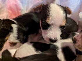 Chihuahua Mix Welpe