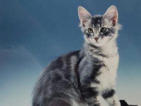 Mihrimahs Ankara Kedisi