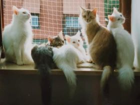 Mihrimahs Ankara Kedisi