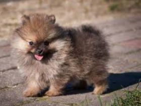 Pommerain Zwergspitz