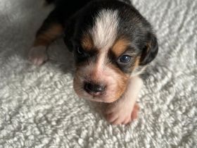 Familienfreundliche Mischlingswelpen