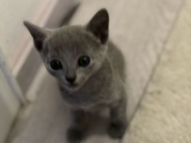 Russisch Blau Kitten mit Stammbaum, vom zertifizierte Züchter