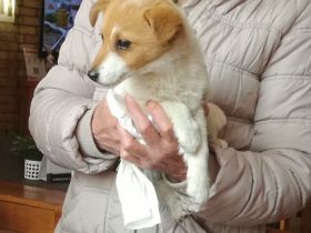 3 Monate alter Welpe, Spitz Mischling sucht gutes zu Hause