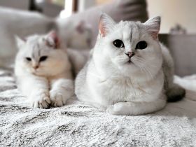 Traumhafte BKH mit Stammbaum