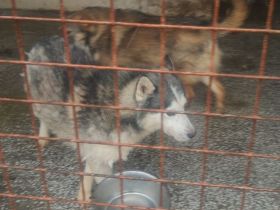 lieber,kastrierter Husky aus der Tötung Danyflor in Rumänien, hofft auf Rettung durch tierliebe Mens