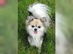 Jung und Erwachsenen Hunde aus VDH zucht abzugeben