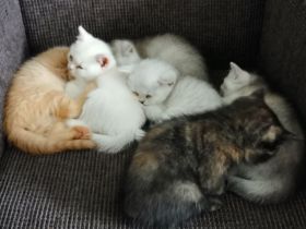 Süße BKH Kitten suchen ein liebevolles Zuhause