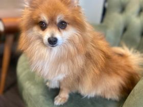 pomeranian zwergspitze