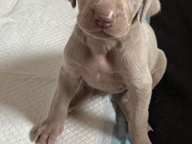 Die wohl schönsten Weimaraner Welpen (Silber)