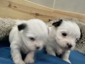 Biewer Yorkshire Terrier Welpen weiß