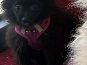 Zwergspitz Pomeranian