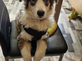 Australien Sheperd Hündin 6 Monate sucht ein neues zuhause