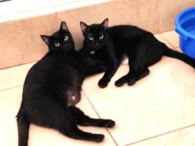 Shani und Lisha, FIV positiv