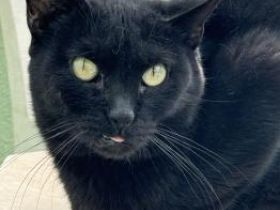 Carrie, FIV positiv