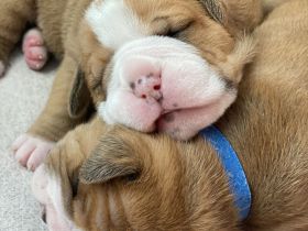 Continental Bulldogg Welpen