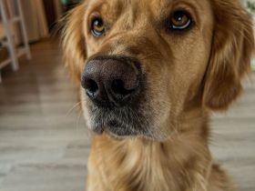 Golden Retriever Deckrüde- Deckerfahren
