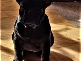 Sofort abgabebereit! Französische Bulldogge Welpen in Black Tan, Blue Tan und Fawn, 14 Wochen jung