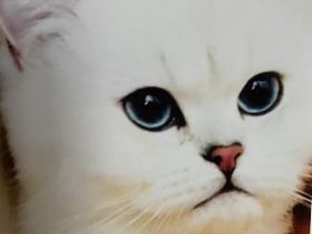 BKH Deckkater mit blau Augen