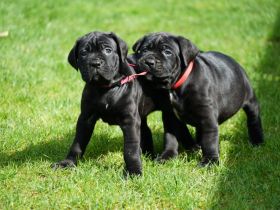 hübsche und kräftige Cane Corso Welpen reinrassig