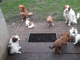 Super süße Kooiker x Harzer Fuchs Welpen