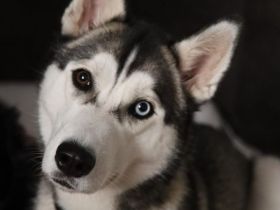 Wunderhübsche Husky Dame namens Sky sucht ein liebevolles neues Zuhause