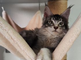 Maine coon wunderbare Kitten