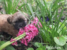 Shih Tzu Welpen Tricolor reinrassig mit Ahnenpass