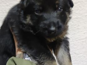 Schäferhundwelpe Hündin zu verkaufen