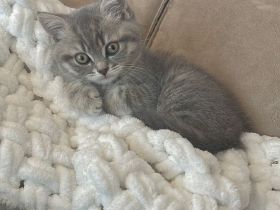 Britisch Kurzhaar Kitten