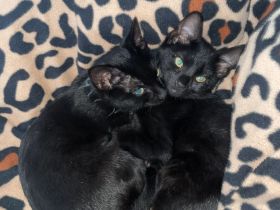 Verkuschelte Süße Siam Kitten schwarz und weiß