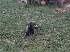 Cane Corso Welpen abzugeben